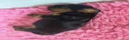 Cavalier King Charles Spaniel dogs for sale: Kc Reg’d, health tested female Cavalier pups - Advert 10