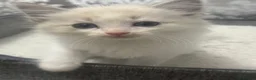 Ragdoll cats for sale: Stunning Ragdoll kittens - Advert 24