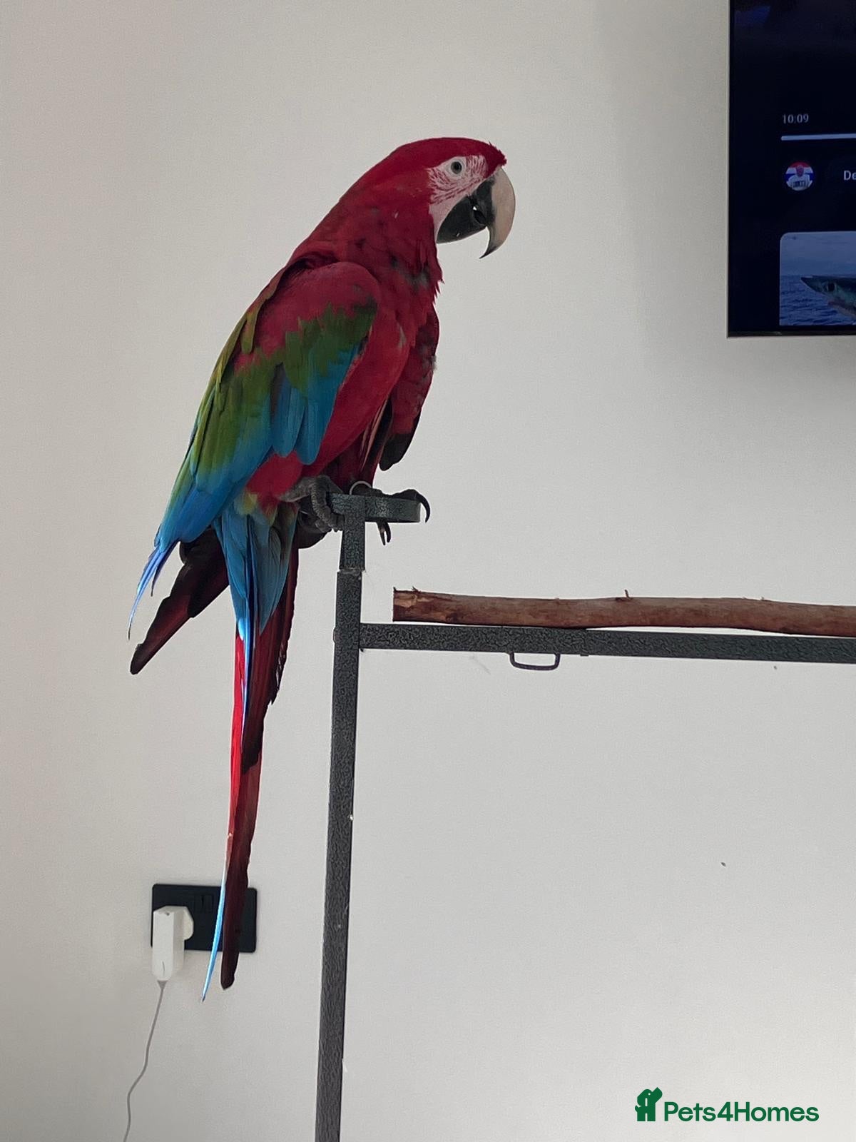 Parrots birds Greenwing Macaw - Advert 3