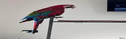 Parrots birds for sale: Greenwing Macaw - Advert 1