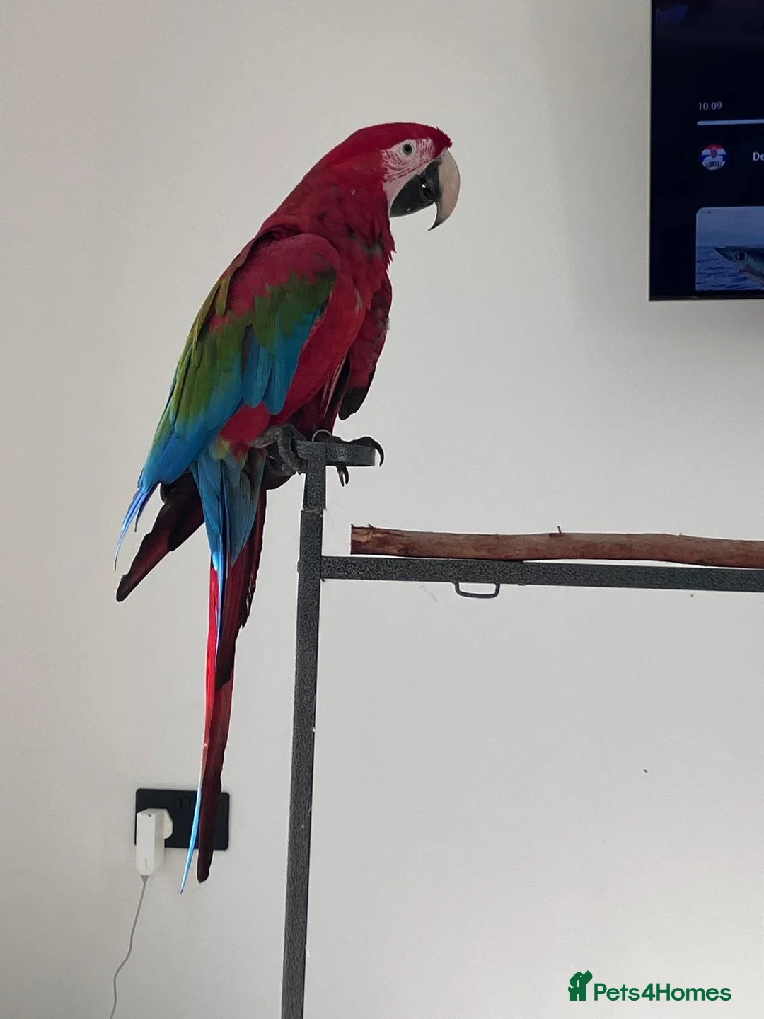 Parrots birds for sale: Greenwing Macaw - Advert 1