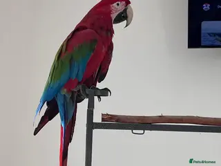 Parrots birds Greenwing Macaw - Advert 1
