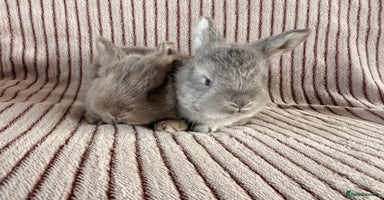 Mini Lop rabbits - Advert 6