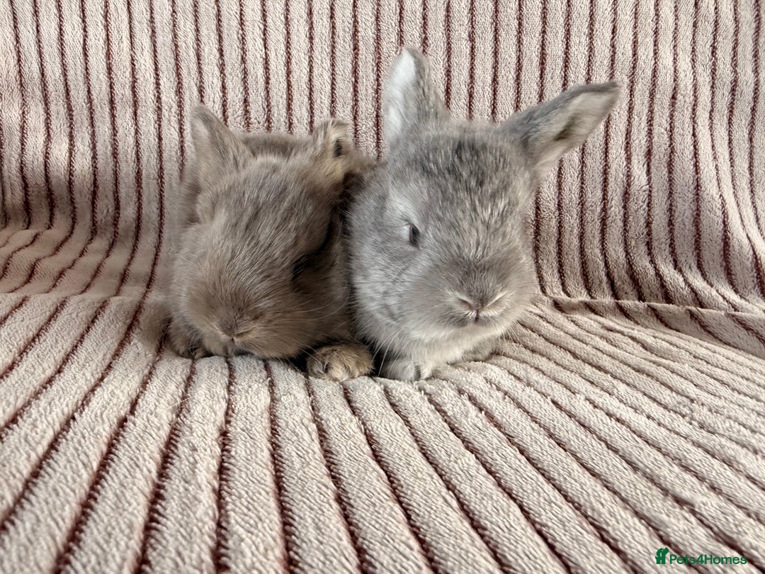 Mini Lop rabbits for sale: 8 Stunning babies! Mini lop x Giant French lop - Image 3