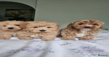 Mixed Breed dogs - Advert 1