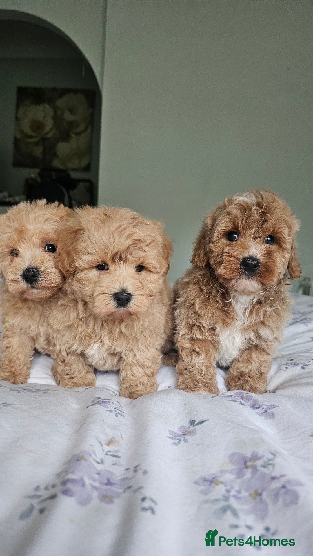 Mixed Breed dogs for sale: Westipoo - Image 2