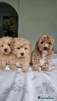 Mixed Breed dogs - Advert 1