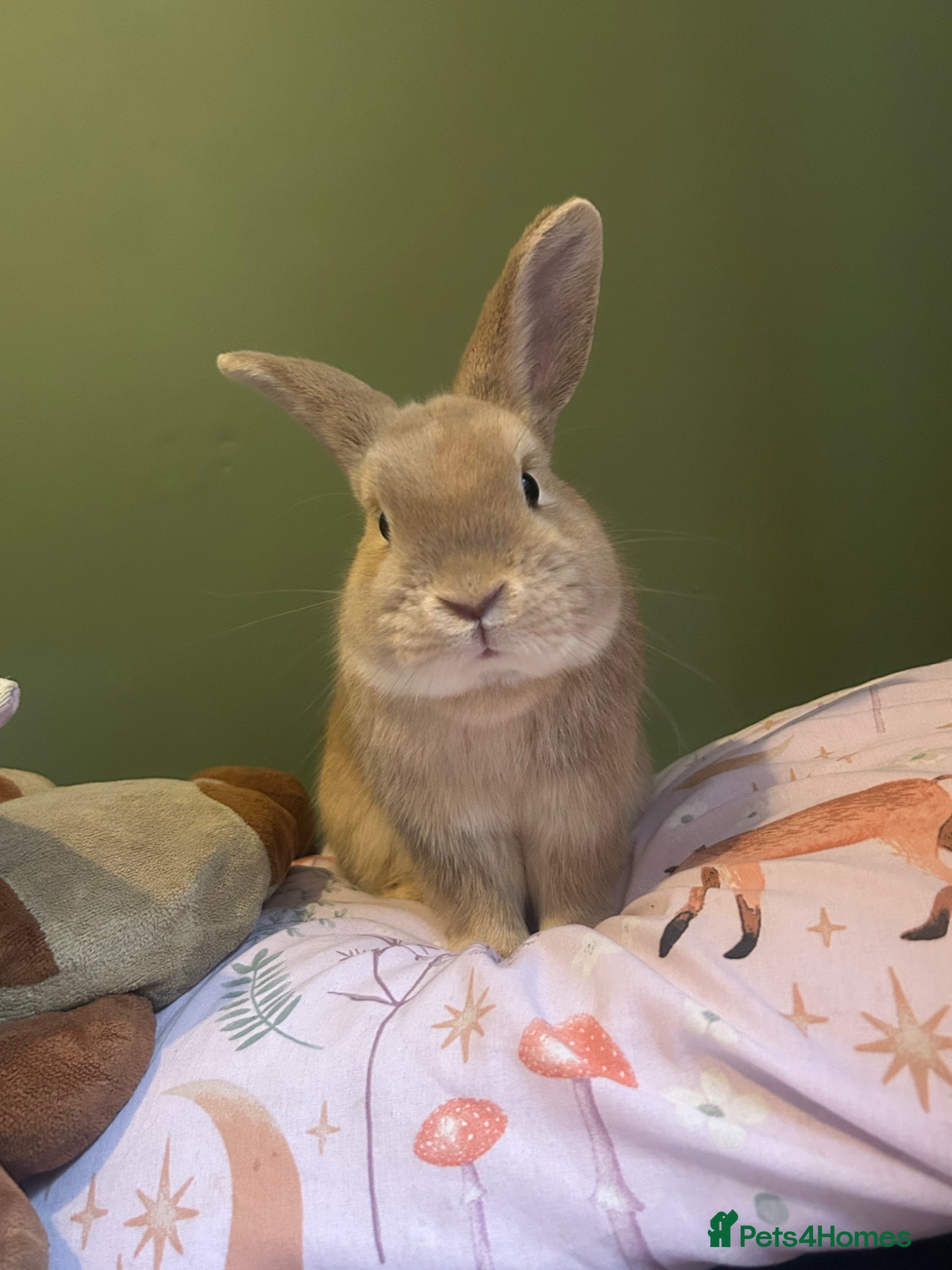 Dwarf Lop rabbits Male rabbit for re home  - Advert 1