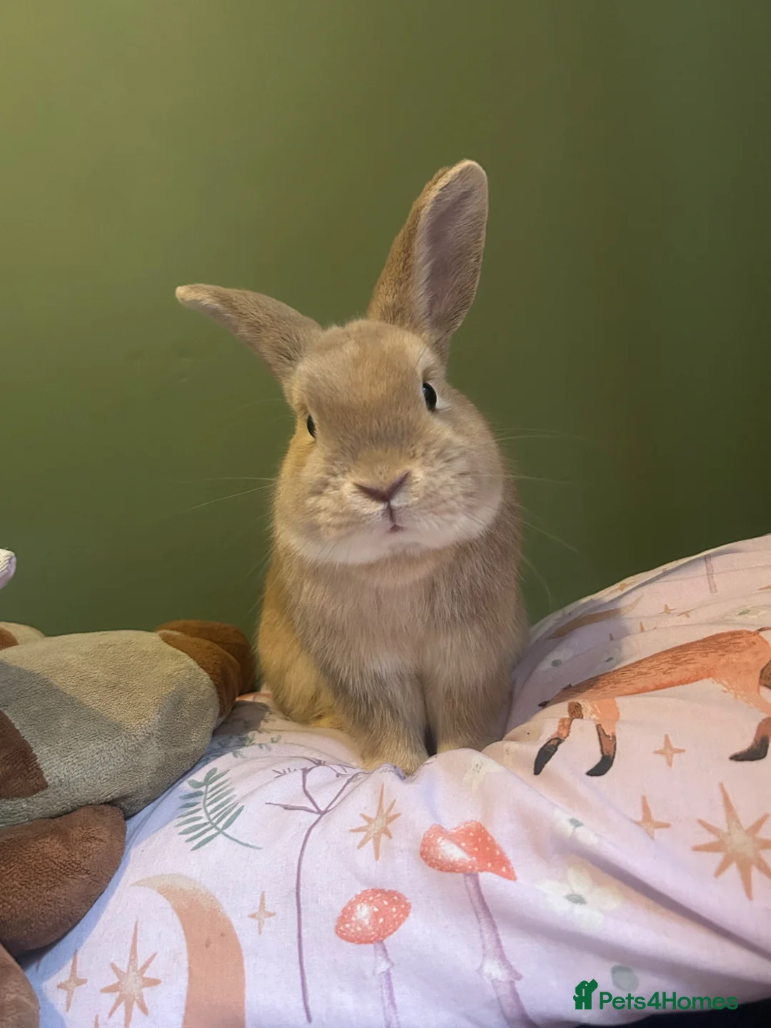 Dwarf Lop rabbits for sale: Male rabbit for re home  in Holmfirth - Advert 1