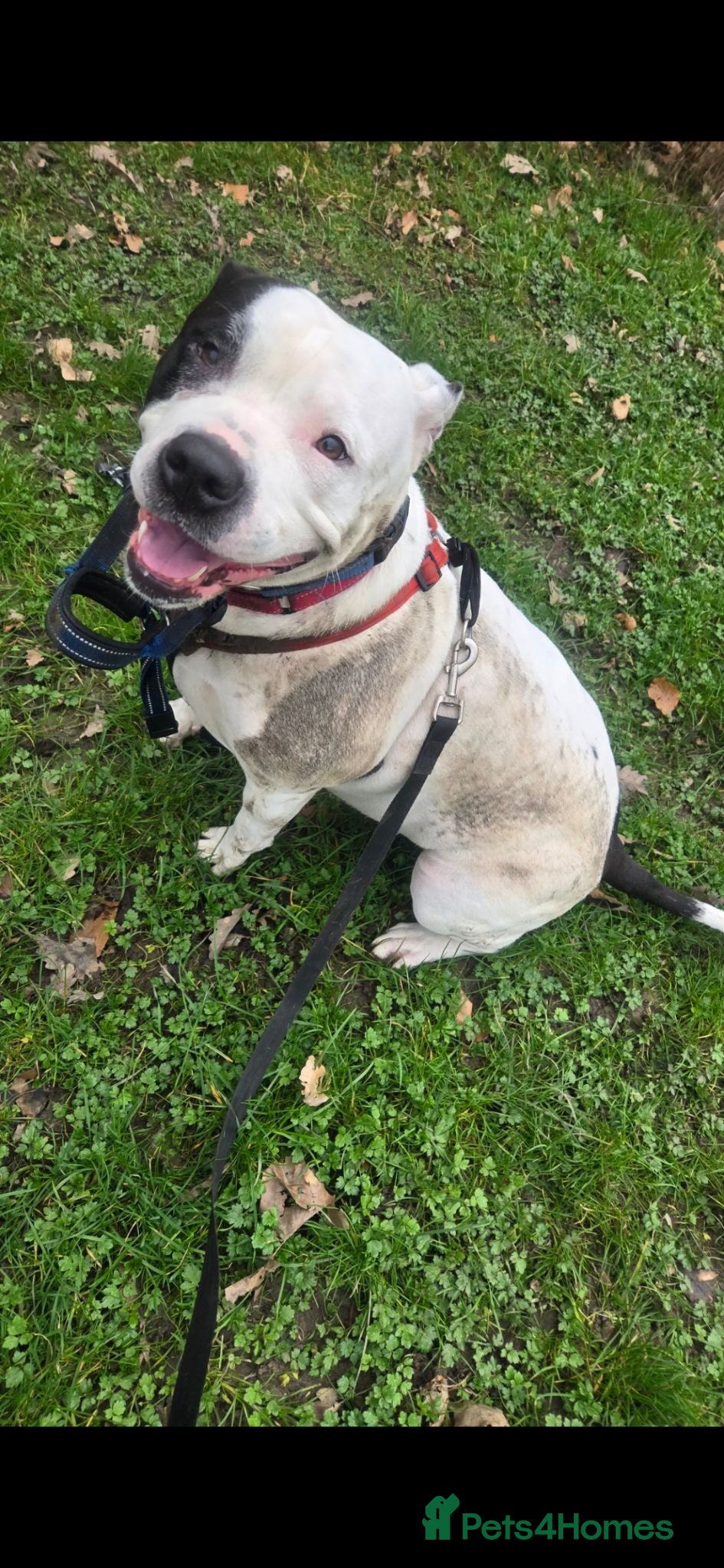 Mixed Breed dogs 5 year old kia - Advert 1