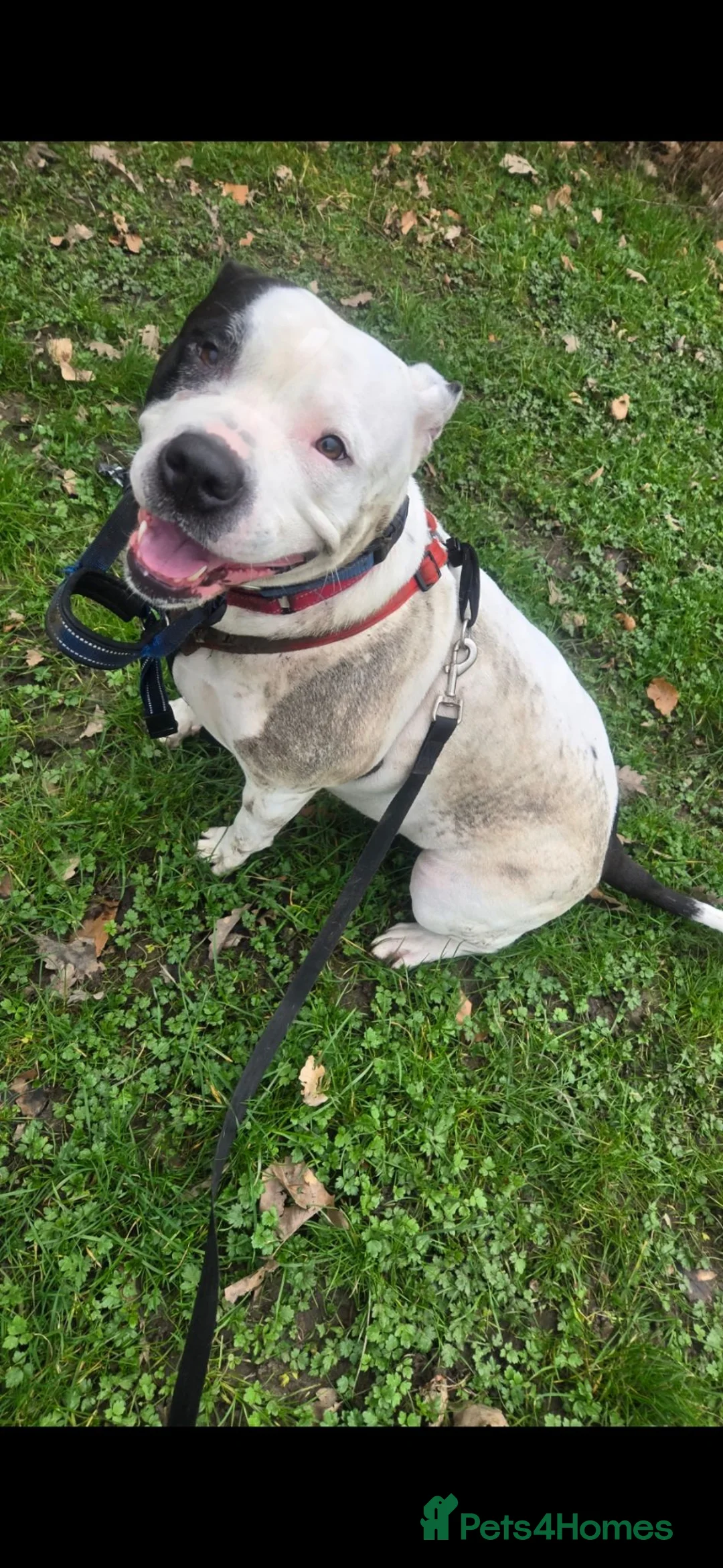 Mixed Breed dogs for sale: 5 year old kia - Advert 1
