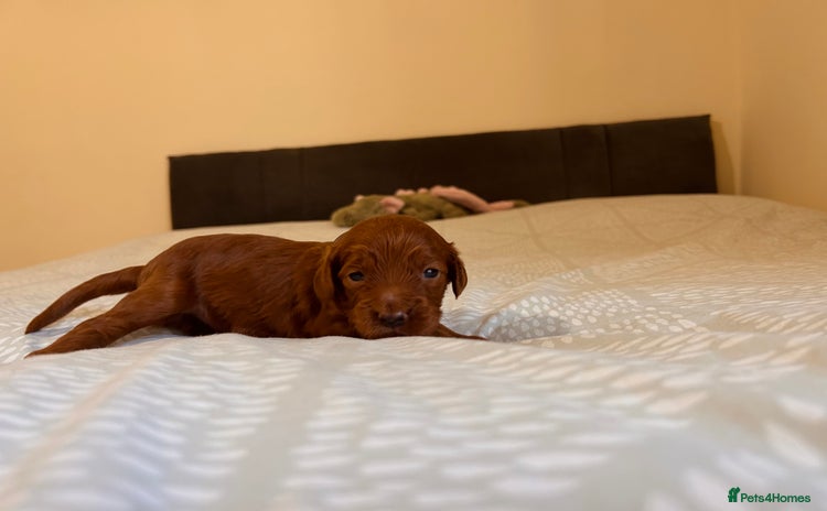 Cockapoo dogs Gorgeous Fox red F1B cockapoos - Advert 3