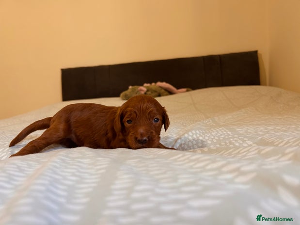 Cockapoo dogs Gorgeous Fox red F1B cockapoos - Advert 3