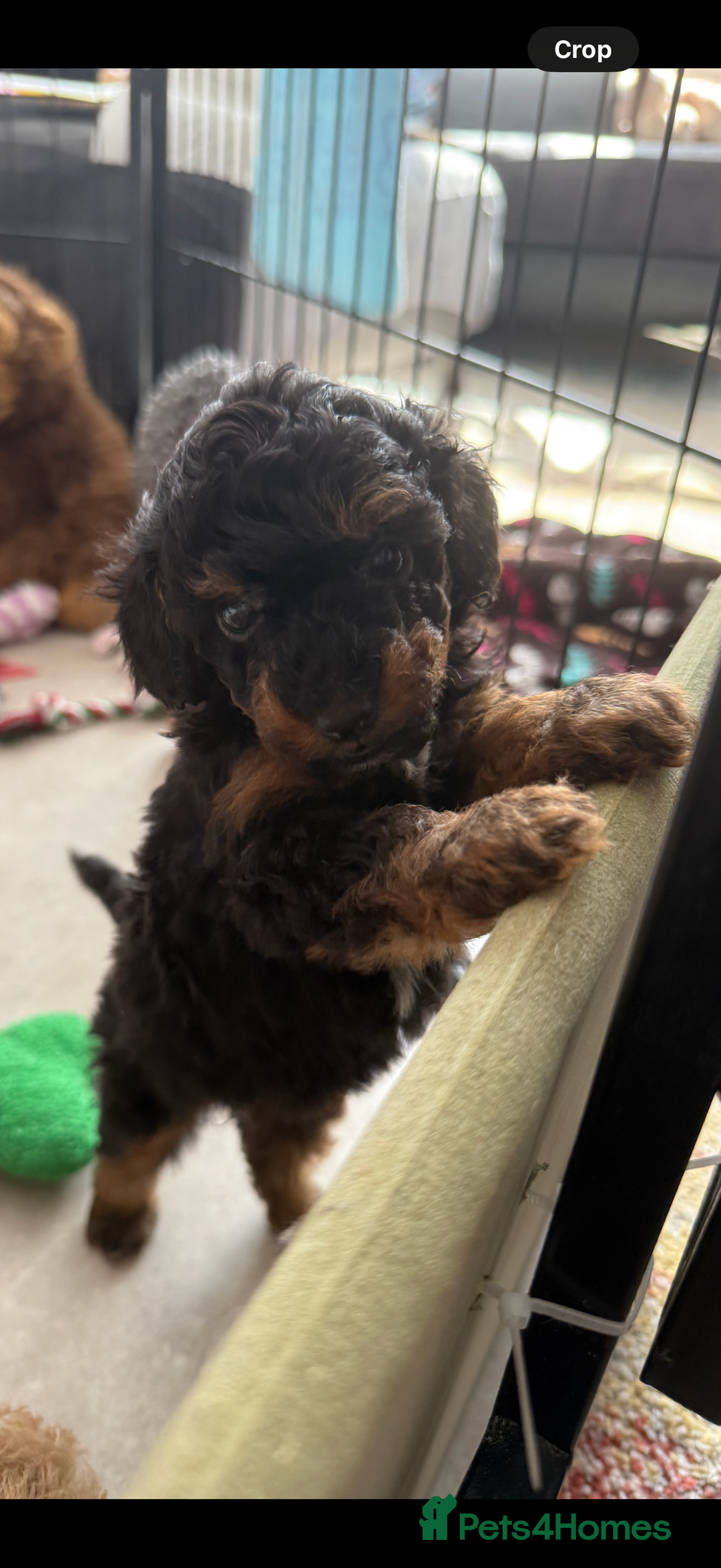 Toy Poodle dogs for sale: Phantom, black and tan and cream toy poodles  - Image 6