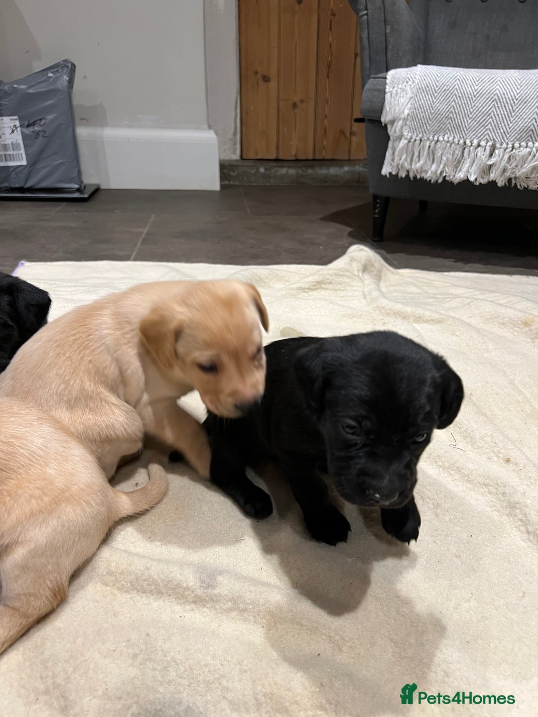Labrador Retriever dogs for sale: 1 golden/ yellow boy Labrador puppies left - Advert 22