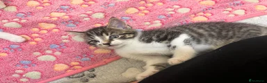 Tabby