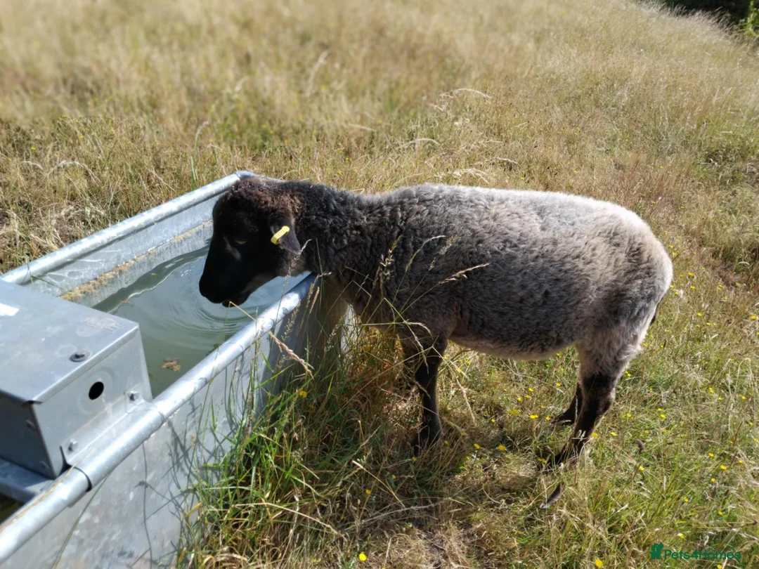 Sheep livestock for sale: Bernie the Icelandic Wether in Watchet - Advert 2