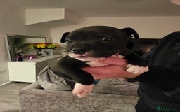 Staffordshire Bull Terrier dogs for sale: **LAST GIRL** STAFFORDSHIRE BULL TERRIOR PUPPIES - Image 25