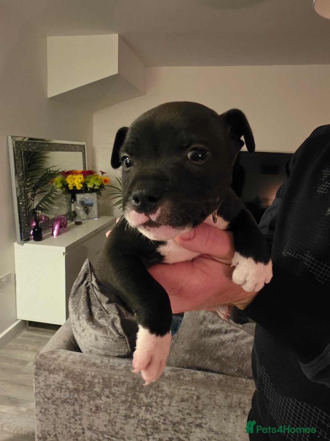 Staffordshire Bull Terrier dogs for sale: **LAST GIRL** STAFFORDSHIRE BULL TERRIOR PUPPIES - Image 25