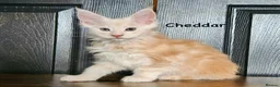 Maine Coon cats for sale: ✨ TICA Registered Maine Coon Kittens ✨ - Advert 13