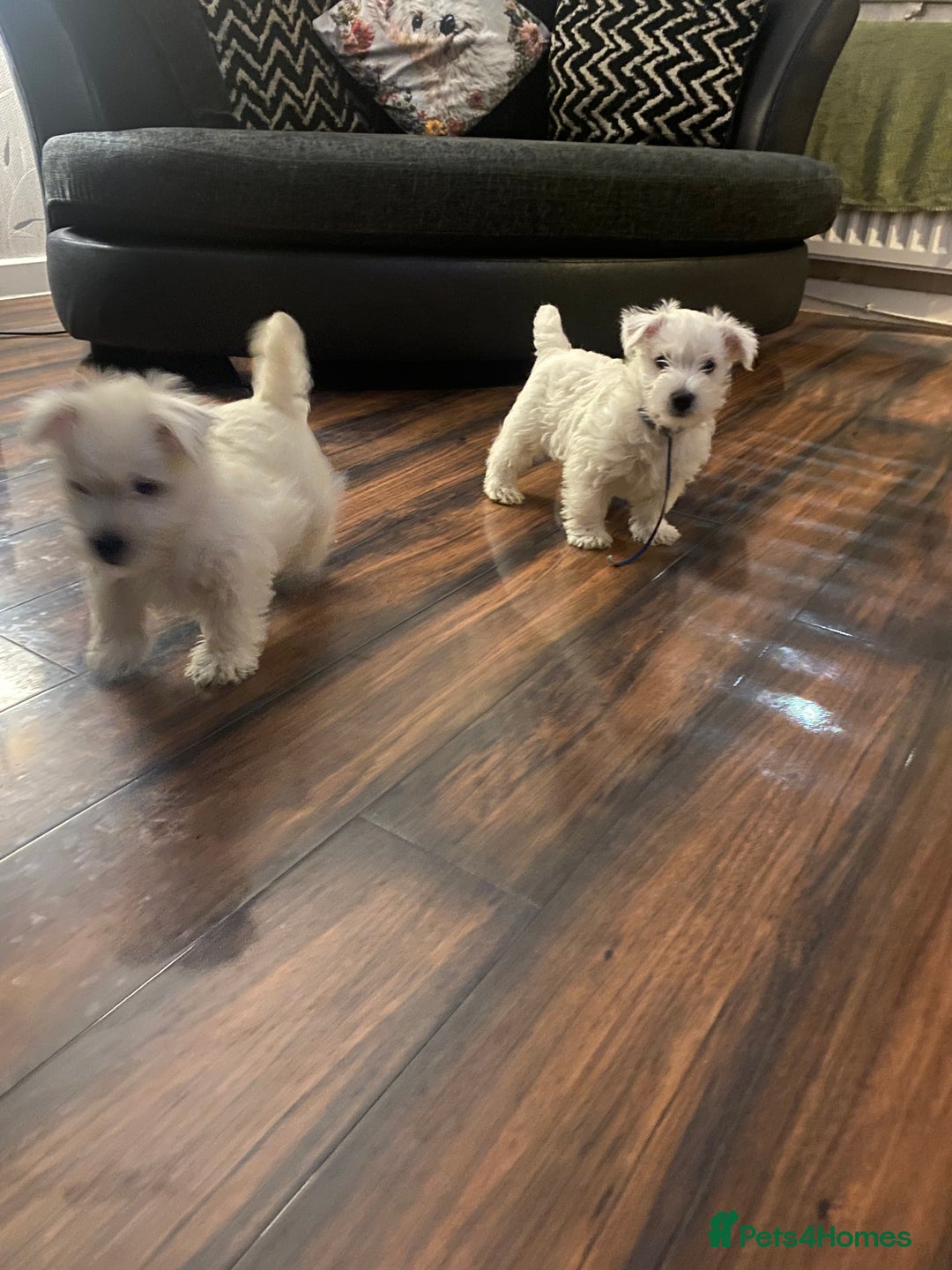 West Highland Terrier dogs for sale: Beautiful boy Westies  - Advert 9