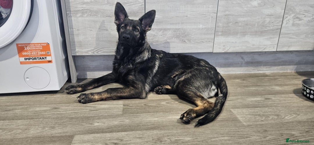 German Shepherd dogs for sale: Female german shepered  - Advert 4