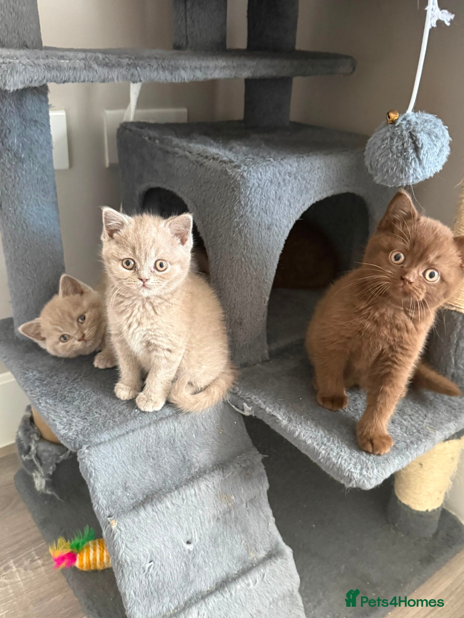 British Shorthair cats for sale: Lilac & Chocolate British shorthair kittens  - Advert 12