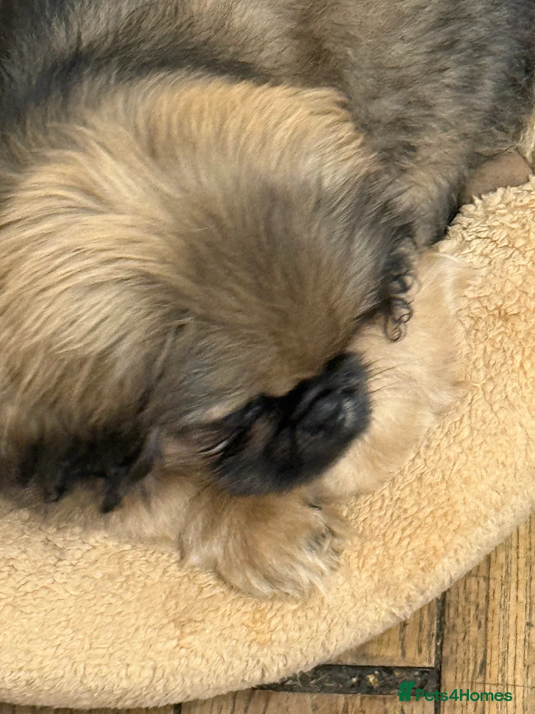 Pekingese dogs for sale: Pure pekingese black mask male puppies - Advert 4