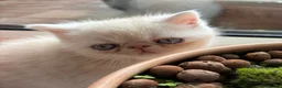 Exotic cats for sale: Gorgeous boy - Advert 8