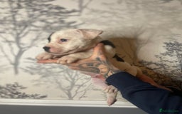 Mixed Breed dogs for sale: Bulldogs for sale  - Image 22