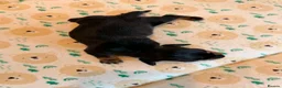 Miniature Dachshund dogs for sale: Stunning KC Registered Miniature Dachshund Puppies - Advert 5