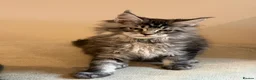 Maine Coon cats for sale: TICCA Registered MaineCoon Kittens (Pet Only)  - Advert 3