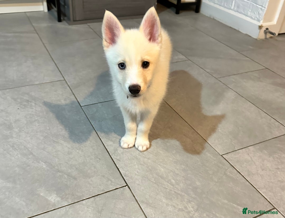 Pomsky dogs for sale: READY SMALL F4 POMSKY - Advert 11