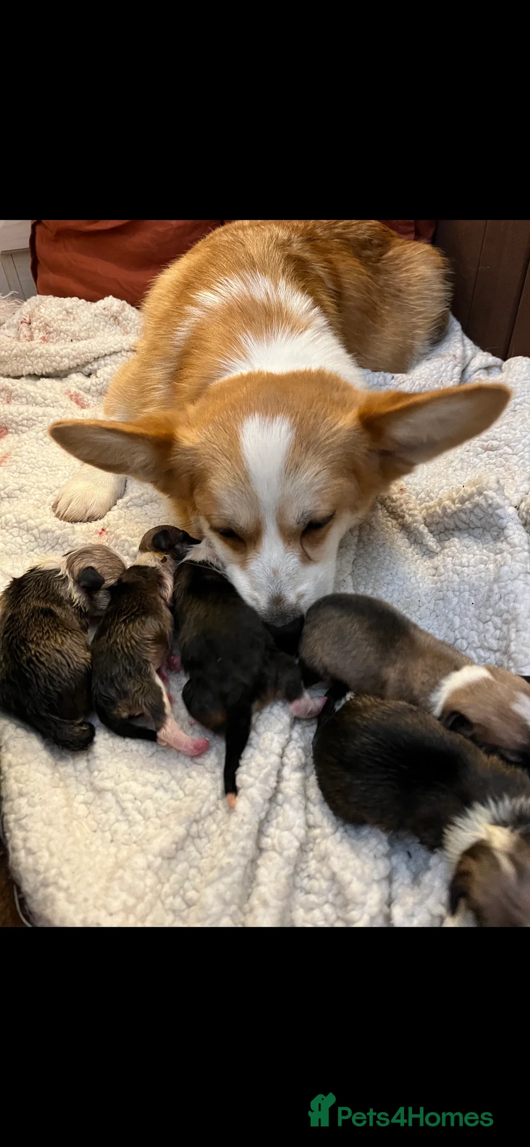 Welsh Corgi Pembroke dogs for stud: TOP QUALITY PROVEN !!! KC Pembroke Corgi for stud in Rugby - Advert 27