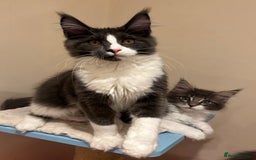 Maine Coon cats for sale: Ready Now - Beautiful Maine Coon Kittens in Nantwich - Image 9