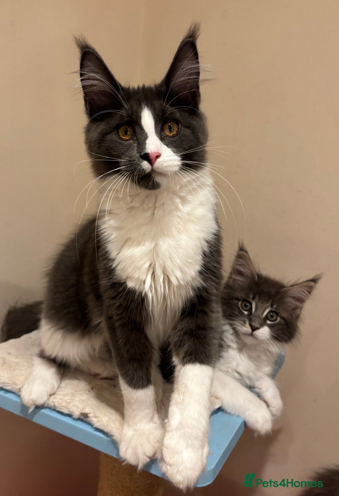 Maine Coon cats for sale: Ready Now - Beautiful Maine Coon Kittens in Nantwich - Image 9
