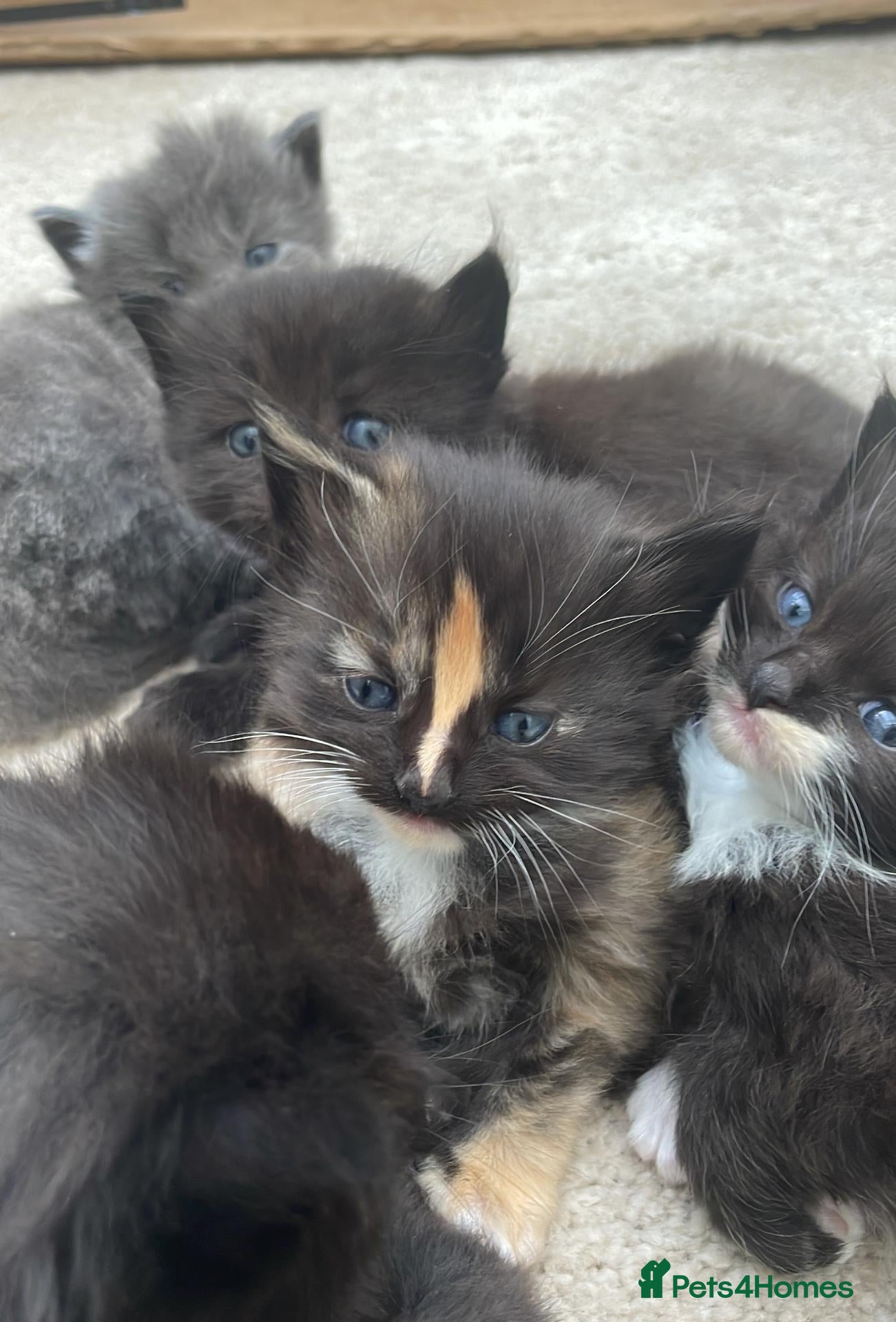 Mixed Breed cats Six fluffy kittens for sale - Advert 9