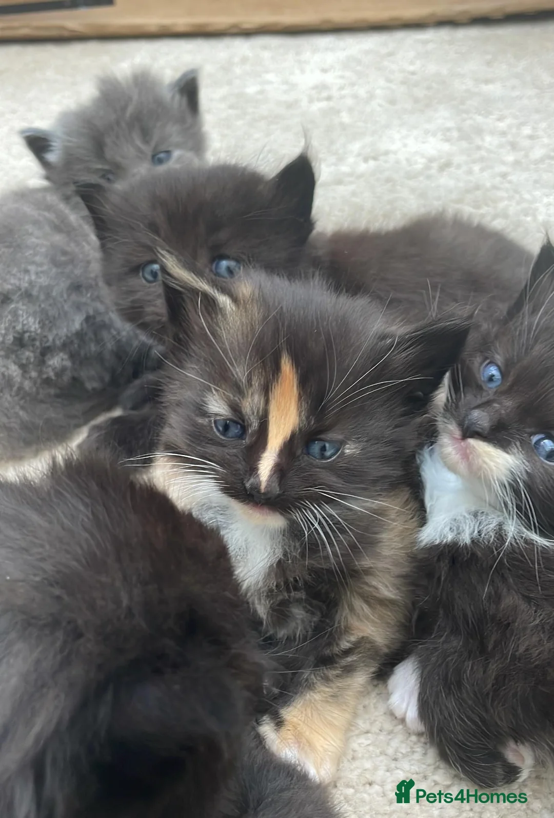 Mixed Breed cats for sale: Fluffy kittens for sale - Advert 1
