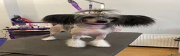 Chinese Crested dogs for sale: ✨ Planned Chinese Crested Litter – Summer 2026 ✨ - Advert 8