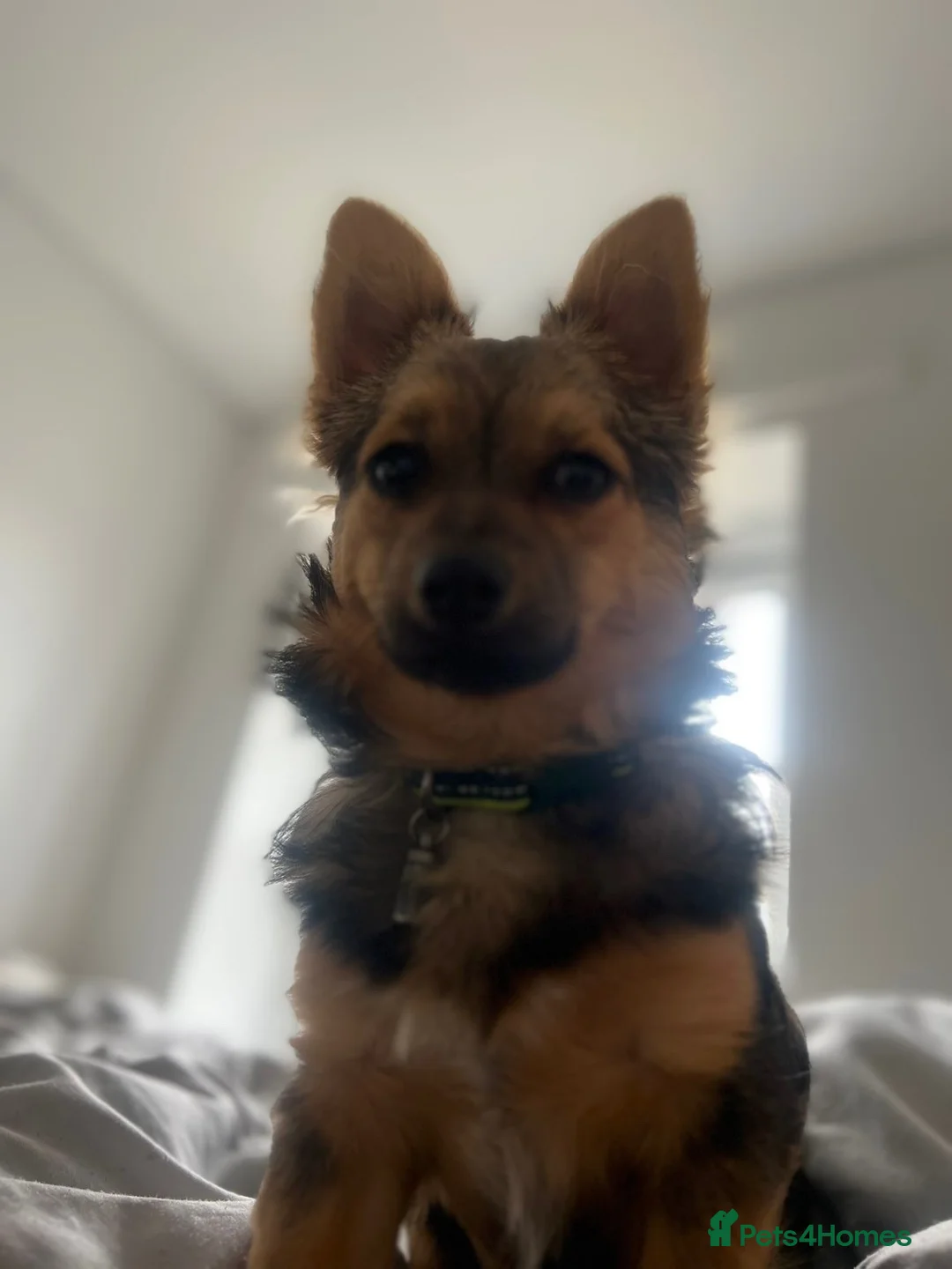 Pomchi dogs for sale: Puppy  in Spalding - Advert 2