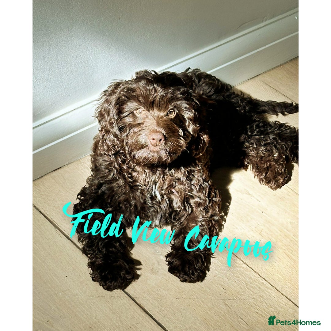 Cavalier King Charles Spaniel dogs for stud: 1st KC Registered Chocolate Cavalier Stud In UK!!  in Sutton Coldfield - Advert 11