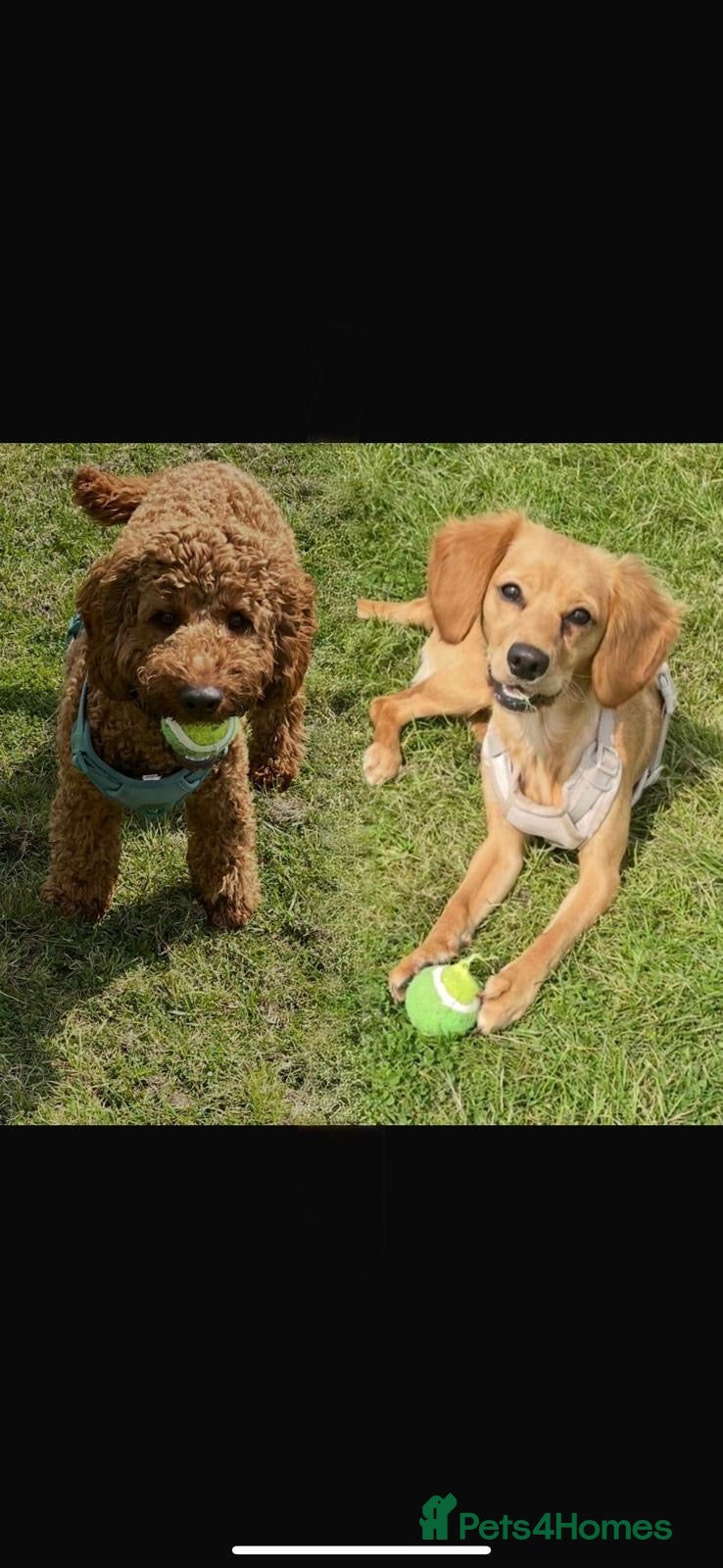 Cockapoo dogs 7 Cockapoo Puppies for sale  - Advert 13