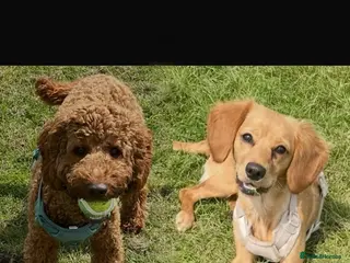 Cockapoo dogs 7 Cockapoo Puppies for sale - Advert 13