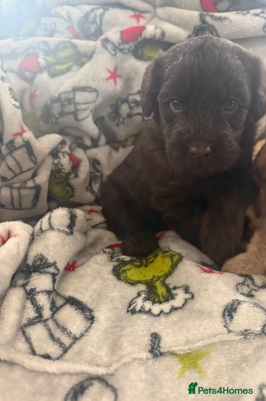 Labradoodle dogs for sale: Minature Labradoodles  - Advert 4