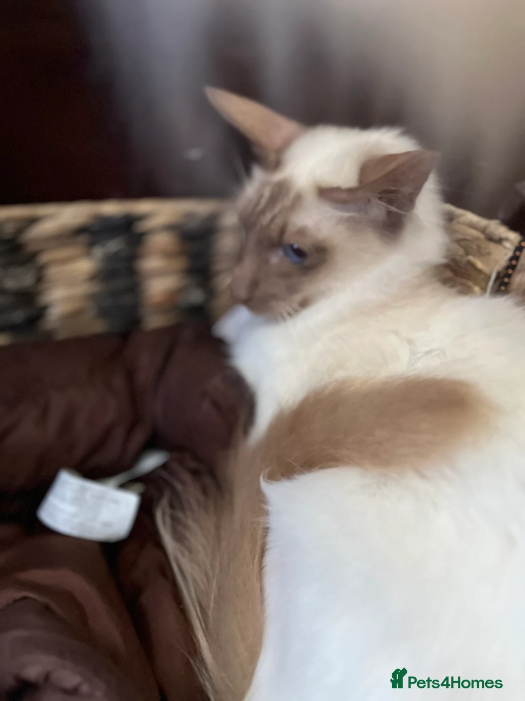 Siamese cats for sale: 2 sisters - Advert 6