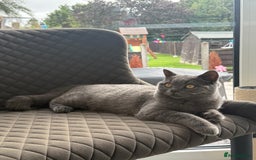 British Shorthair cats for sale: British Shorthaired Boy Kitten 5 months old - Image 2