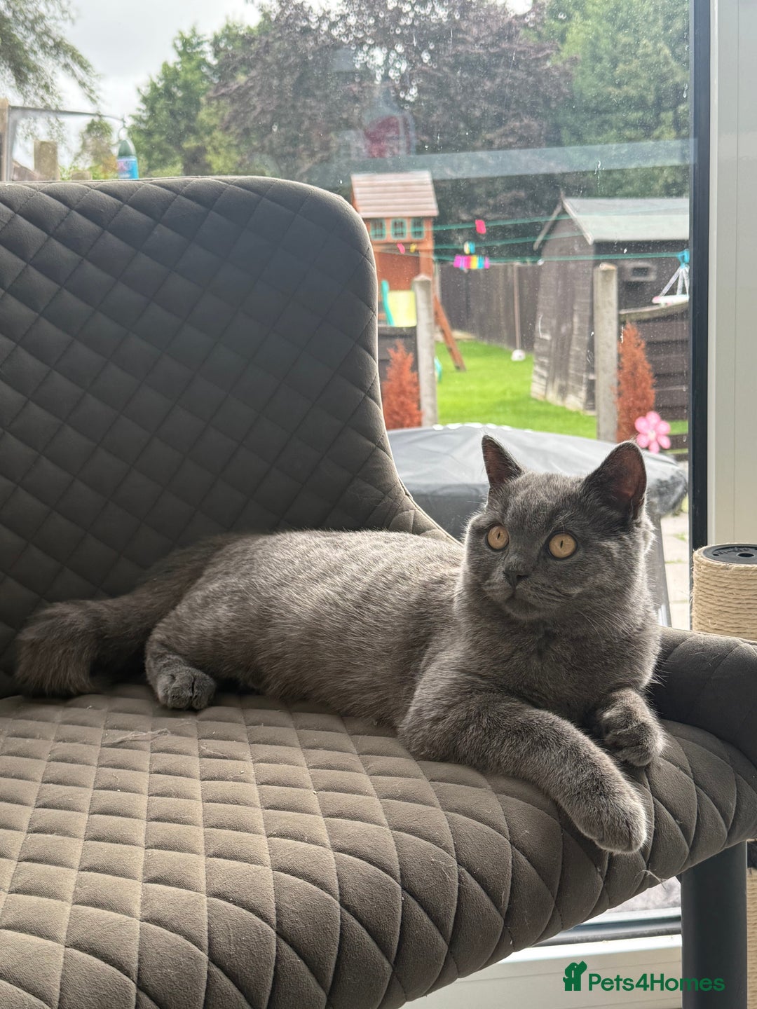 British Shorthair cats for sale: British Shorthaired Boy Kitten 5 months old - Image 2