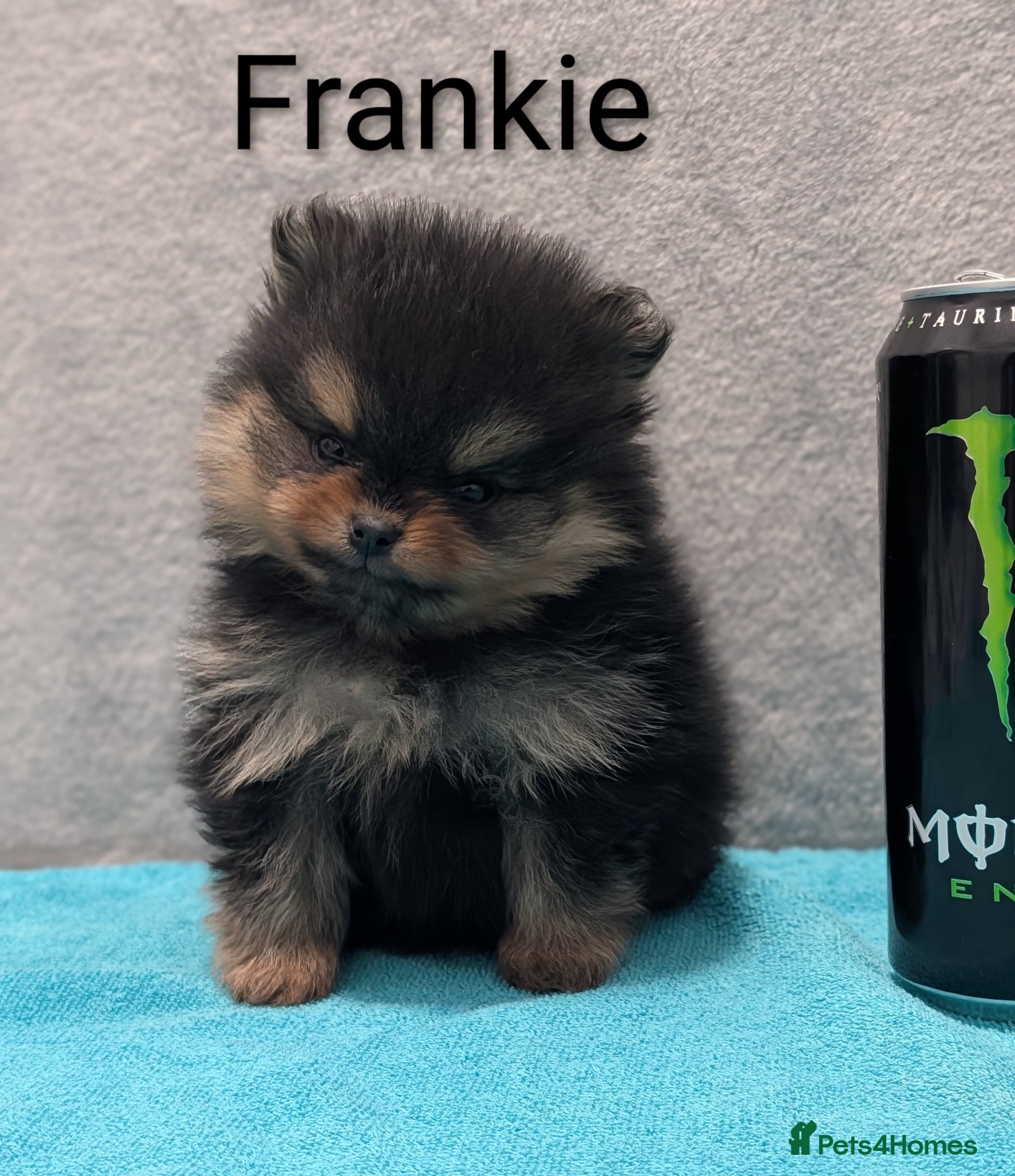 Pomeranian dogs KC registered Pomeranian pippies - Advert 13