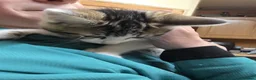 Mixed Breed cats for sale: Kittens for sale in Wednesbury - Advert 3