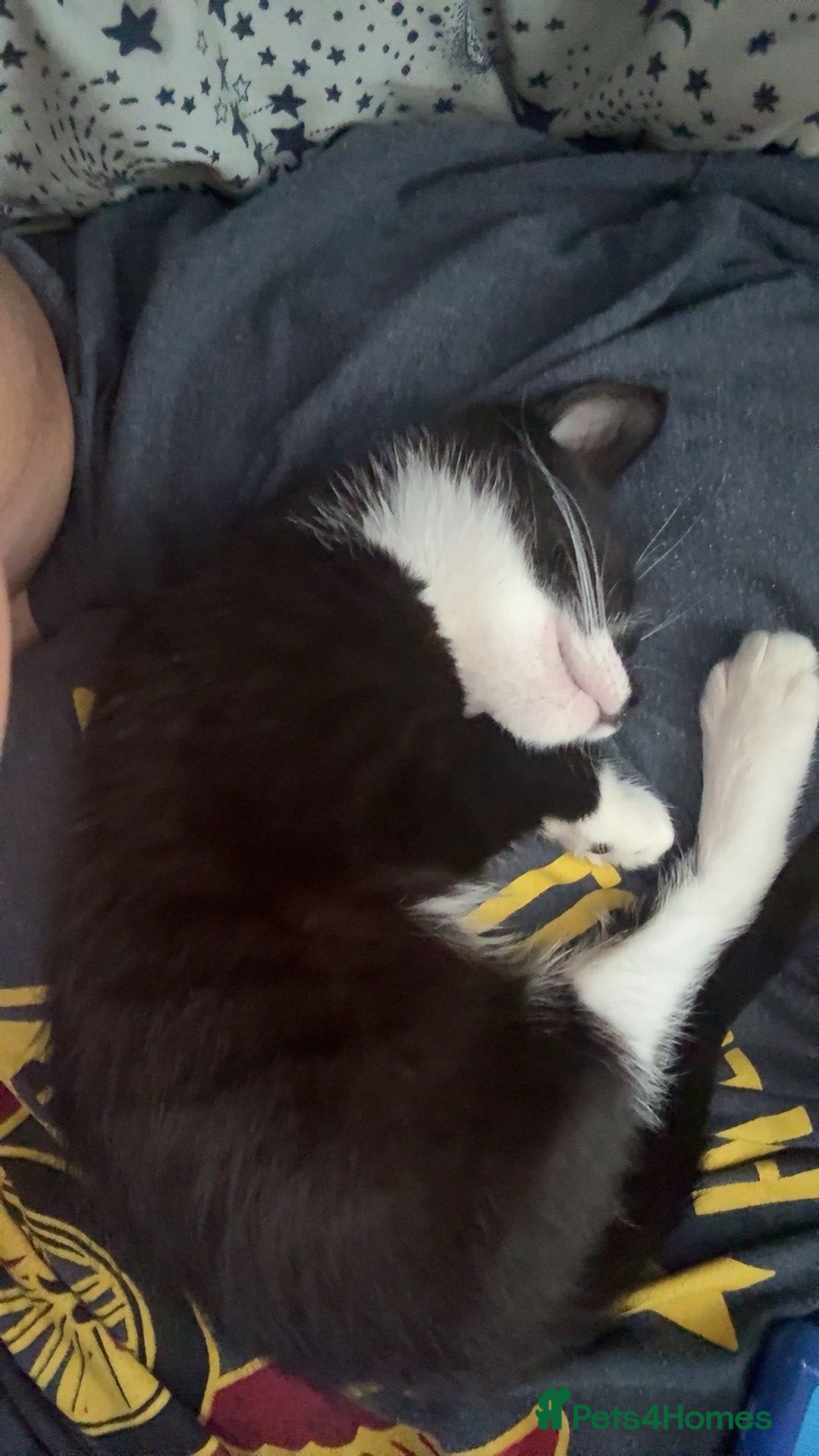 Mixed Breed cats for sale: Duchess  - Image 2